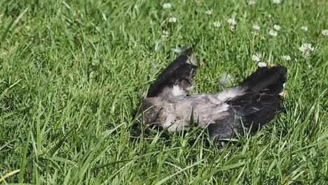 dead crow in grass