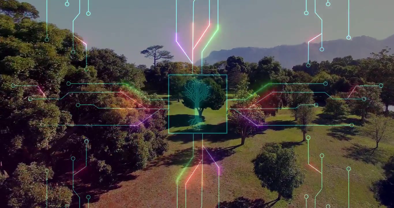 Scanning single mid-height tree with glowing square and neon circuit over grassy park, drone view