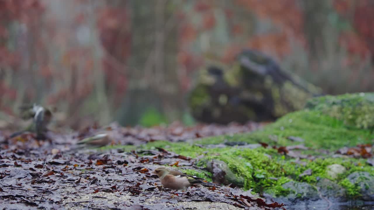 Eurasian chaffinch Fringilla coelebs standing still on autumn leaves in forest clearing
