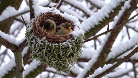 birds in a snowy nest