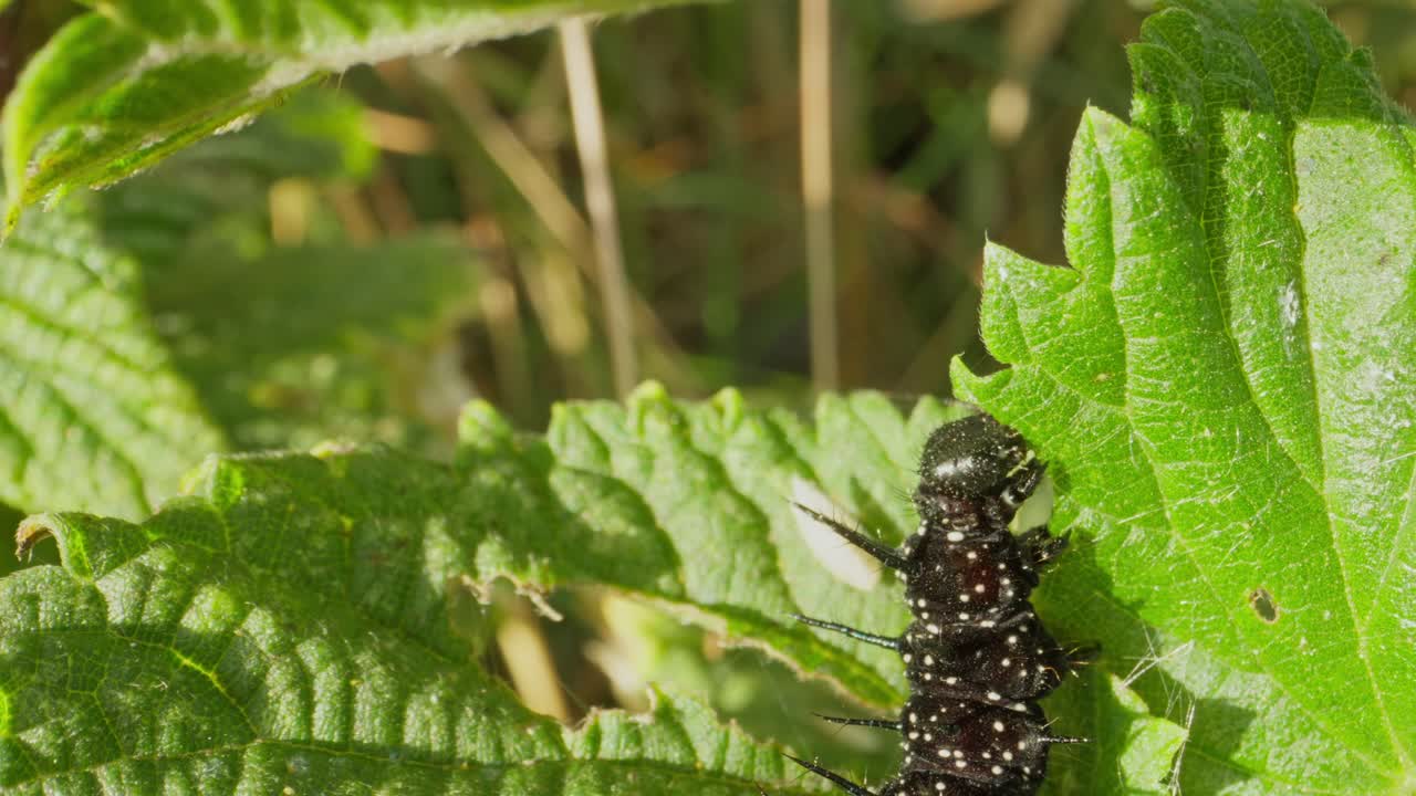Black caterpillar mid-bite, framed by bright green leaf and tall stems