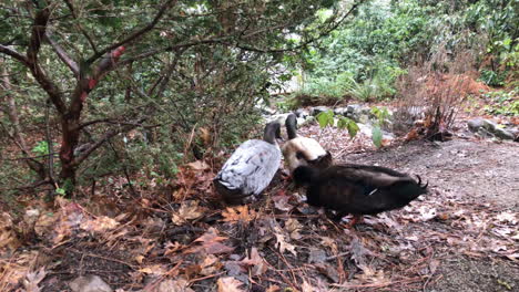 Male-ducks-looking-for-food-underneath-wet-leafs-in-Lithia-Park-in-Ashland,-Oregon