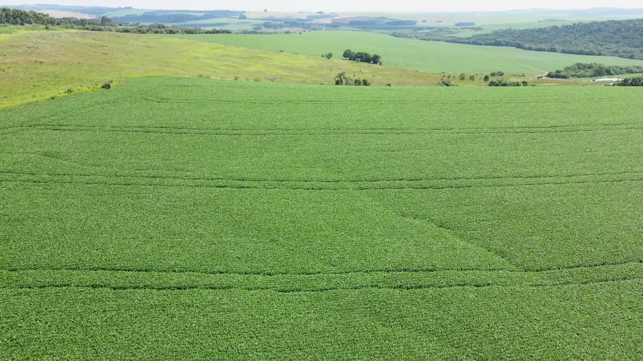 Field with soy plantation rows, aerial footage