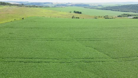 field with soy plantation rows, aerial footage