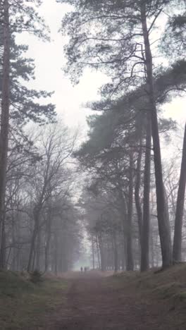 misty forest path