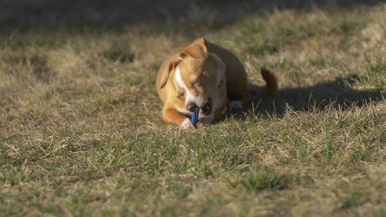 빛 아래 잠자는 개