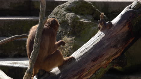 Monkey-sitting-on-a-branch-and-threading-apart-blades-of-grass-one-by-one