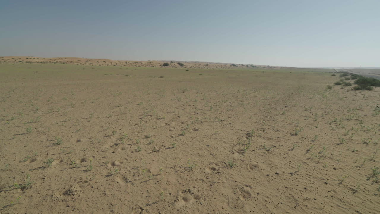 희박한 식물이 있는 사막 풍경