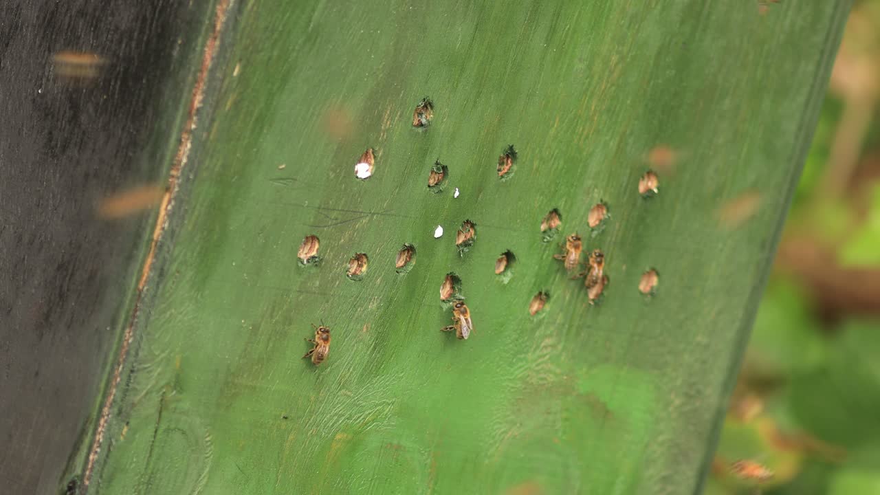 표본이 오가는 야생 apis mellifera carnica 또는 유럽 꿀벌 벌집으로 이어지는 구멍이 있는 나무 케이스 입구에서 윙윙거리는 꿀벌