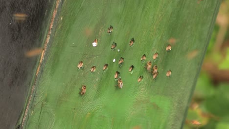 표본이 오가는 야생 apis mellifera carnica 또는 유럽 꿀벌 벌집으로 이어지는 구멍이 있는 나무 케이스 입구에서 윙윙거리는 꿀벌