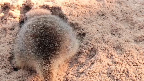 a meerkat digging in sandy terrain