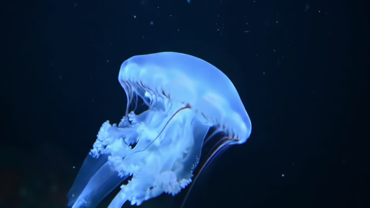 An Enchanting Glide: Captivating Jellyfish Moving Gracefully Through the Deep, Dark Ocean Waters, Showcasing Their Translucent Body and Flowing Tentacles