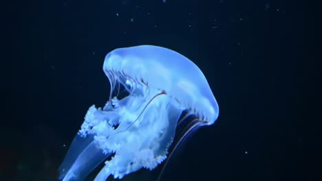 an enchanting glide: captivating jellyfish moving gracefully through the deep, dark ocean waters, showcasing their translucent body and flowing tentacles