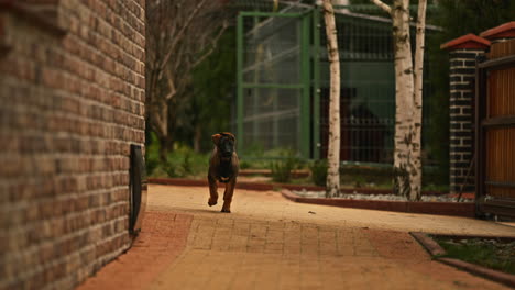 belgian shepard puppy running toward camera slow motion