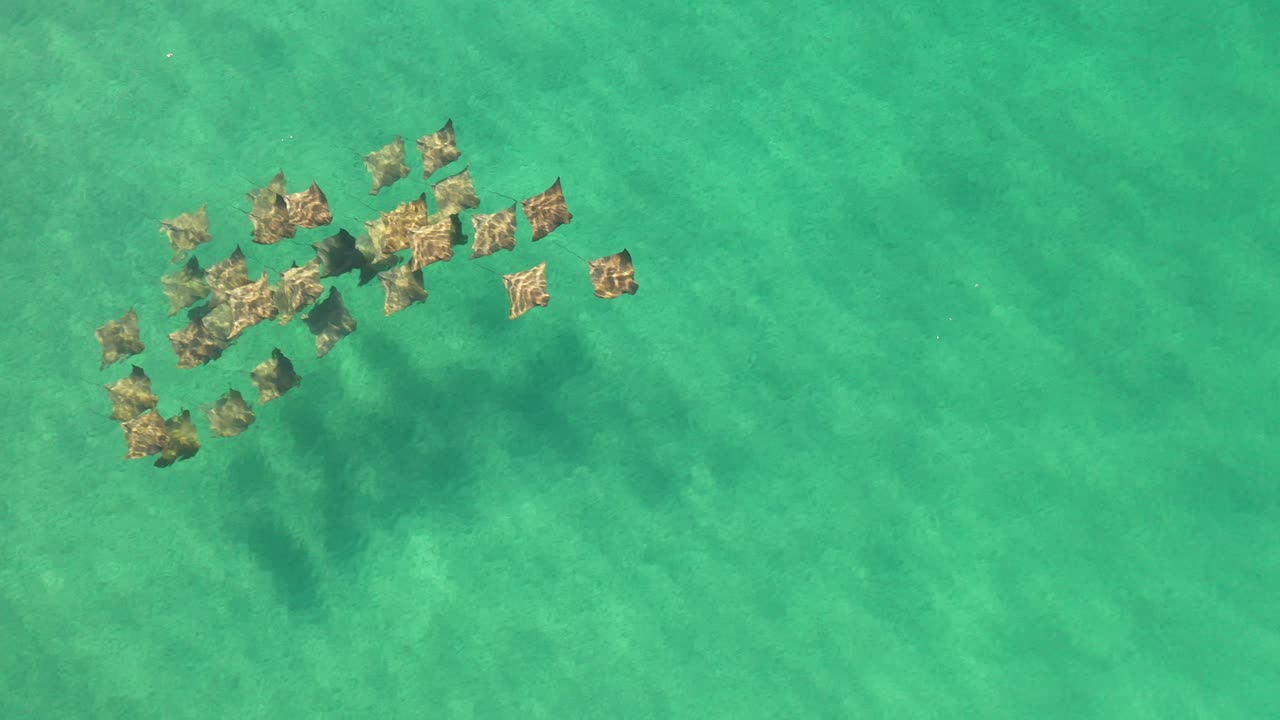 Veduta aerea di un banco di razze che nuota e migra dolcemente nelle acque cristalline dell'Oceano Pacifico-2.