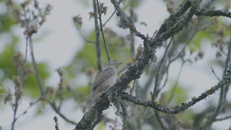 eurasian wryneck sitting on oak tree branch