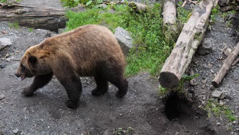 female brown bear in sitka, alaska