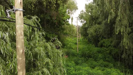 backwards shot of power line of light poles and cables in heart of jungle, amazon forest