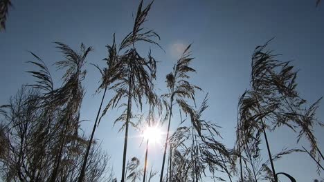 Spice-of-wheat-beaten-by-the-wind-in-the-beating-of-sun-rays-at-sunset