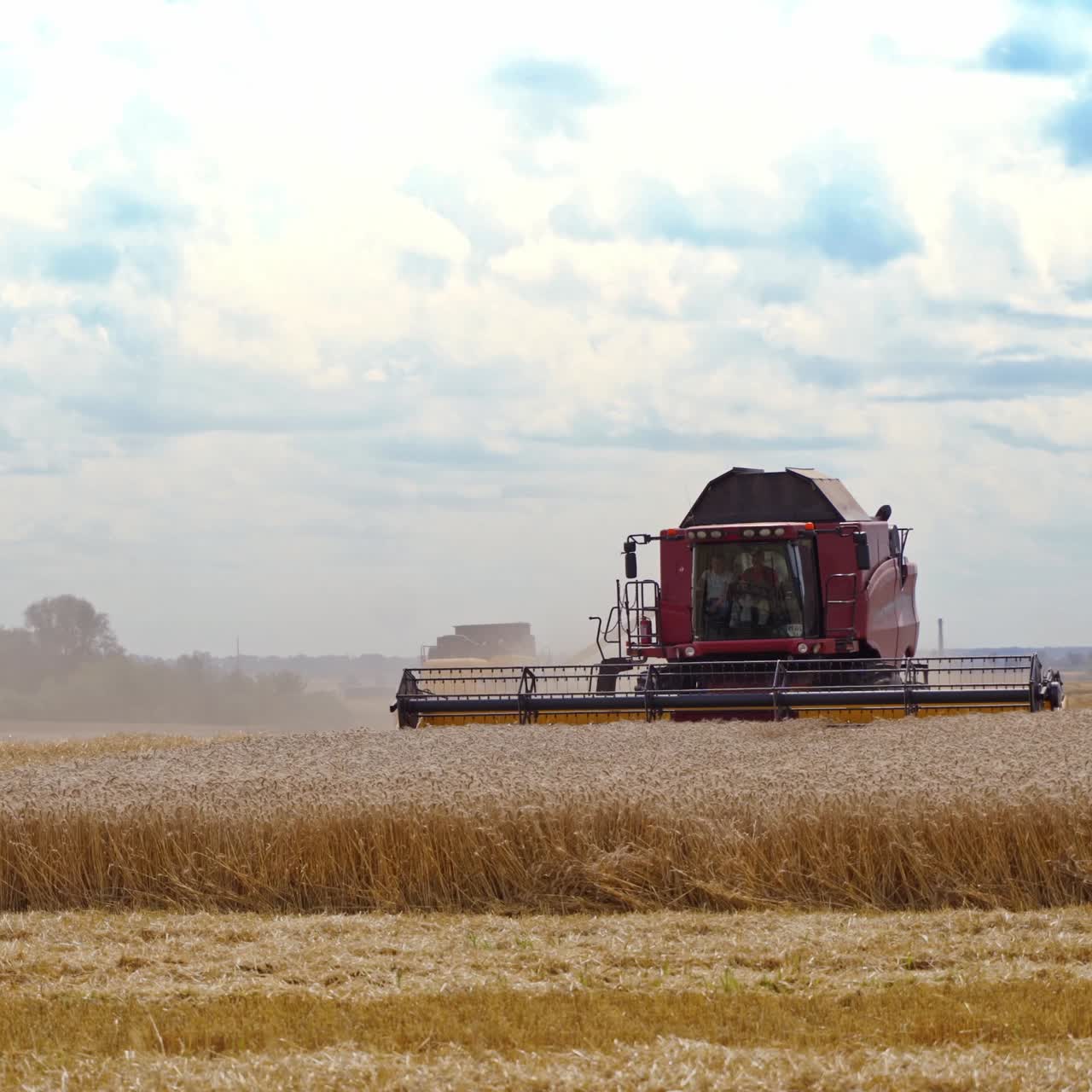 Combine harvests ripe wheat