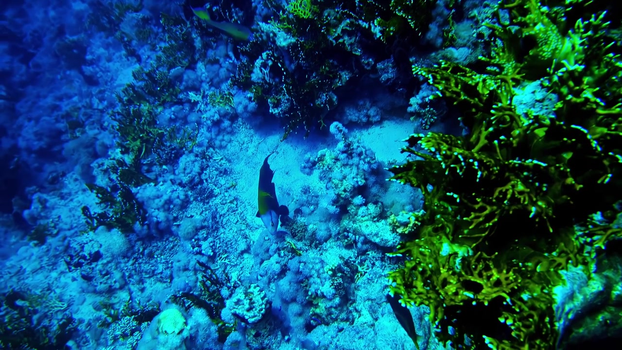 Arrecife azul en Bali con crecimiento de coral en capas y una profunda atmósfera submarina. Ecosistema marino tropical con texturas de arrecife, profundidad acuática y paisajes oceánicos naturales