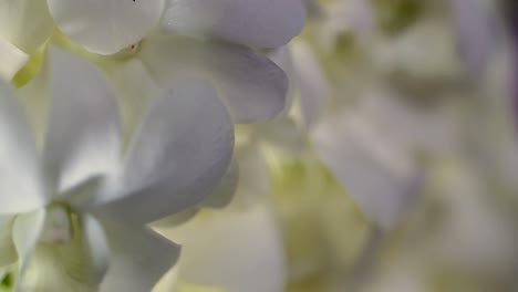 4k-Flor-De-Orquídea-Blanca-Fresca,-Primer-Plano