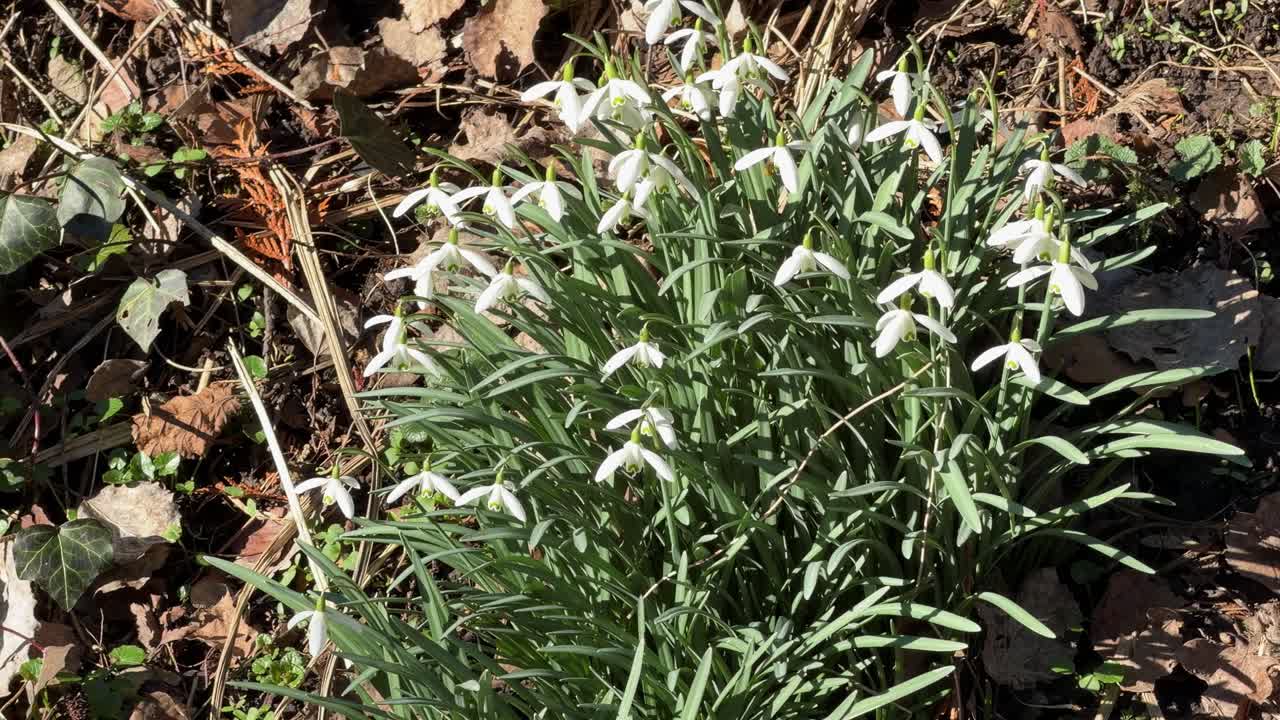Señales de primavera en detalle: Campanillas blancas florecen en el parterre soleado del jardín