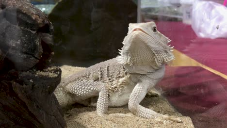 close up white iguana in box