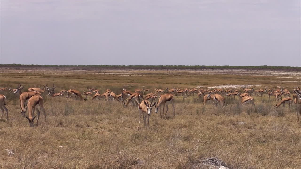 오른쪽에서 왼쪽으로 움직이는 건조한 사바나에서 풀을 뜯는 큰 스프링복 무리, 긴 샷