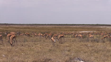 large-herd-of-springbok-grazing-in-dry-savannah-moving-right-to-left,-long-shot