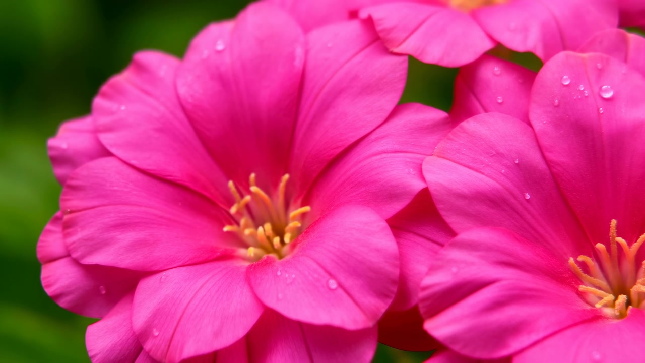 Vista macro cercana de flores magenta brillantes con pétalos lisos superpuestos, estambres amarillo-naranja visibles, gotas de rocío dispersas, luz natural suave y difusa, poca profundidad de campo, botánica vívida