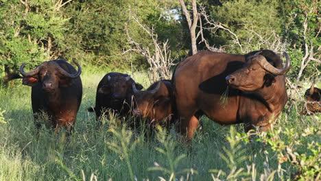 grupo de búfalos del cabo alimentándose de las praderas verdes en la reserva de caza privada klaserie, sudáfrica