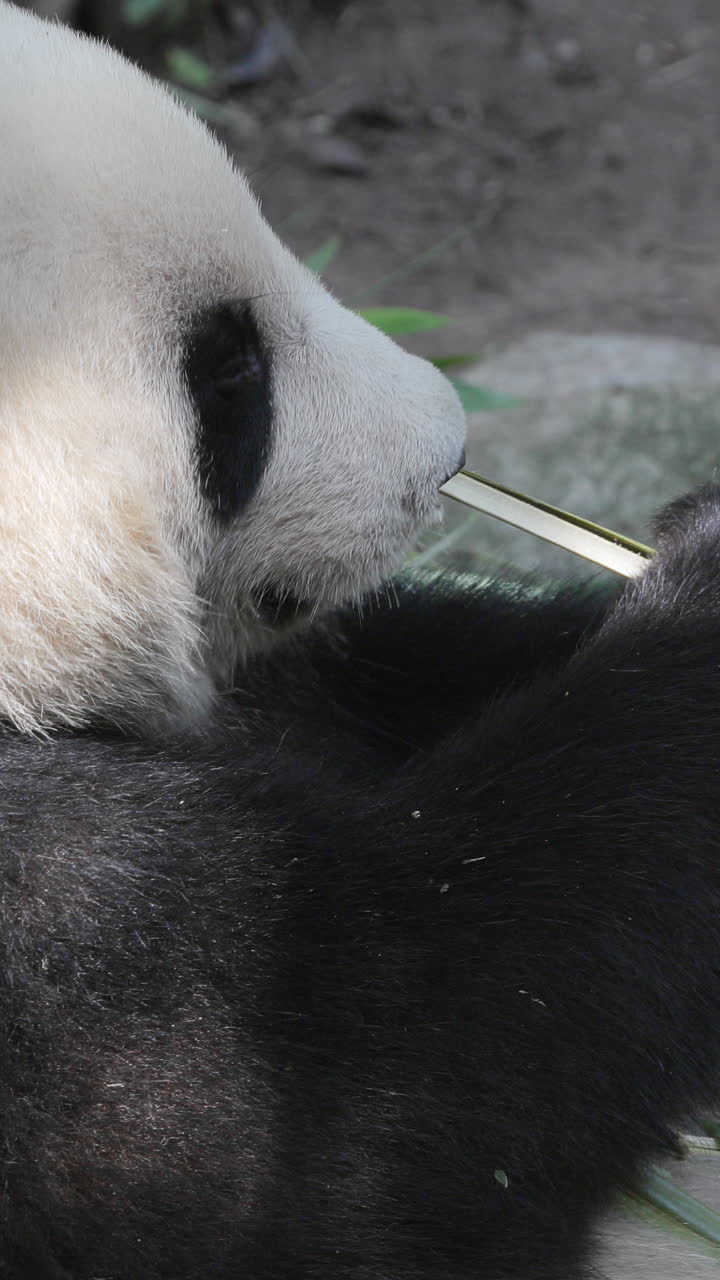 A close up of a panda eating in vertical