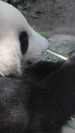 a close up of a panda eating in vertical