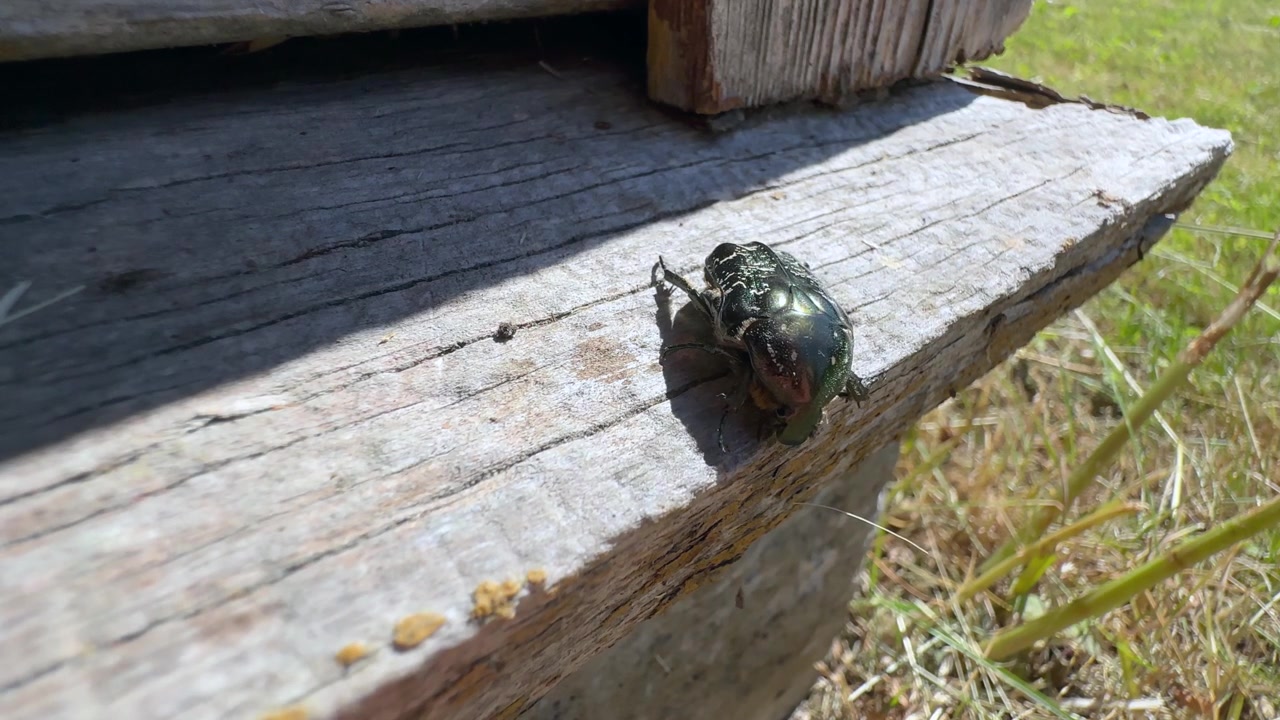 Zlatohlávek měděný (Protaetia cuprea) se pomalu pohybuje po hrubém sluncem ozářeném dřevě poblíž rohového spoje, ukazující svůj kovový krunýř a drobné nožky. Estonsko