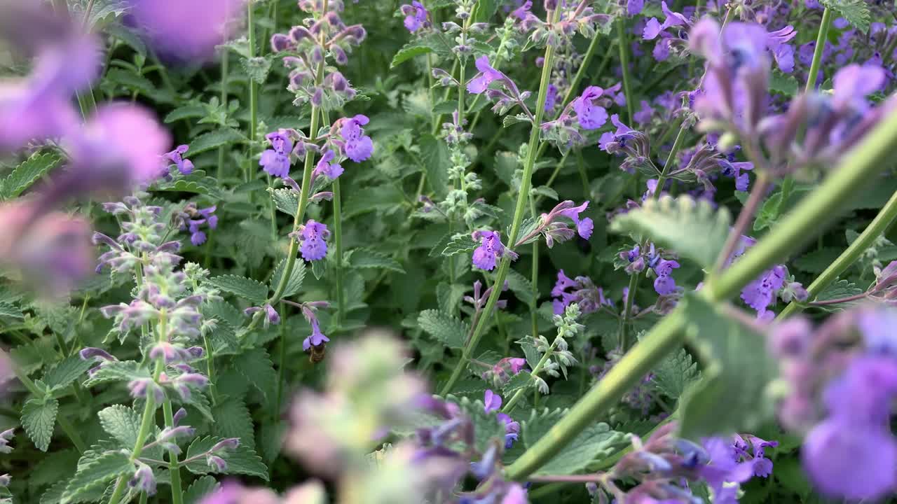 planta con flores de menta (nepata) con abejas