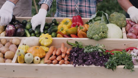 hands of farmers fill the counter with seasonal vegetables