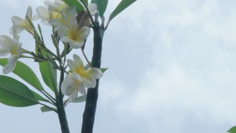 flor blanca en una rama sobre un fondo de nube blanca