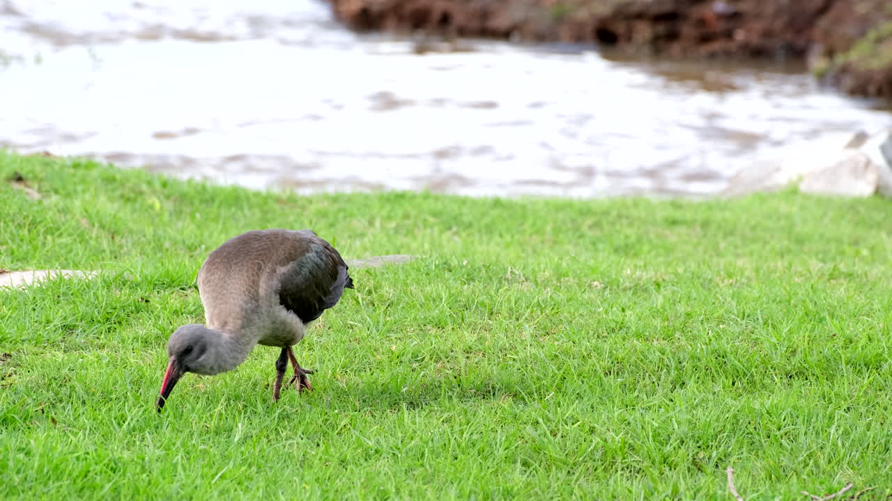 Foraging Hadada ibis probes green lawn near stream for invertebrate prey