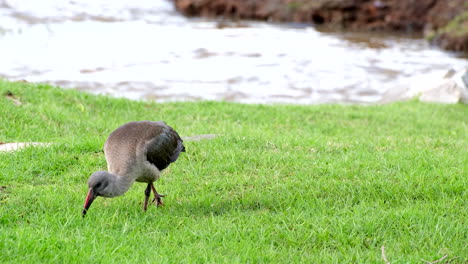 foraging hadada ibis probes green lawn near stream for invertebrate prey
