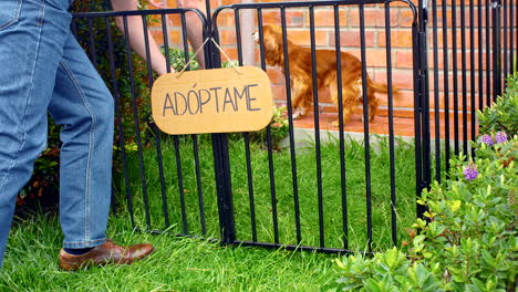 Plano-General-Del-Perro-Cocker-Spaniel-Para-Adopción