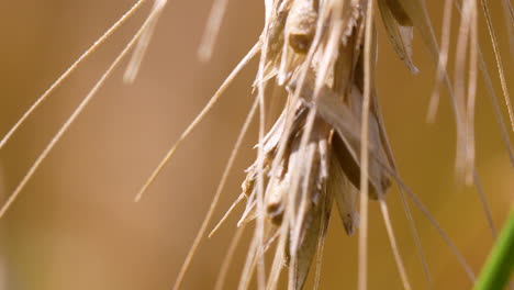 golden wheat spikelet close-up with dry husks, illuminated by warm sunlight, agriculture concept