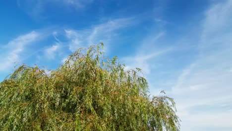 weeping willow tree set against a blue sky with warm sunlight on the foliage