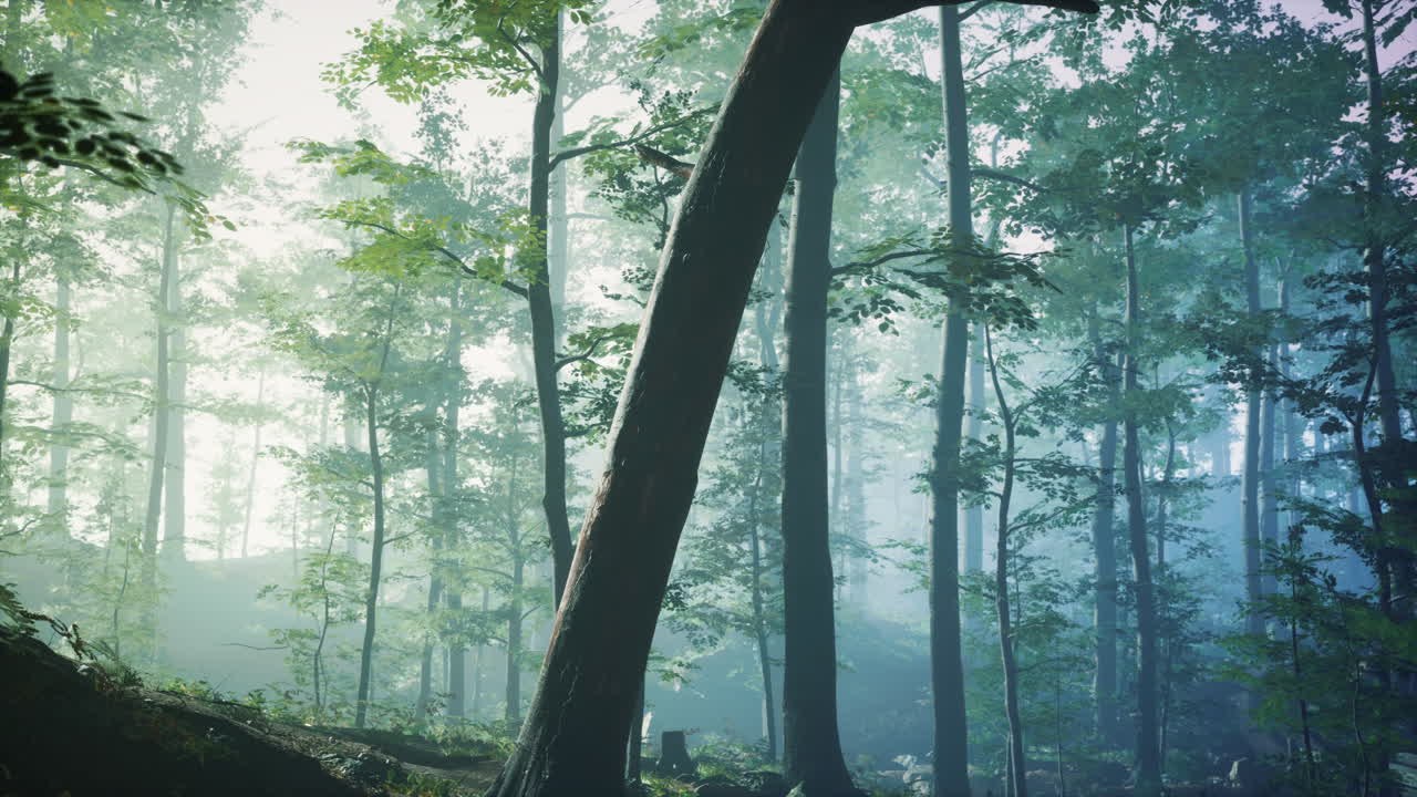 안개 를 통해  ⁇ 빛 을 비추는  ⁇ 빛 의 실루 ⁇  이 있는 숲