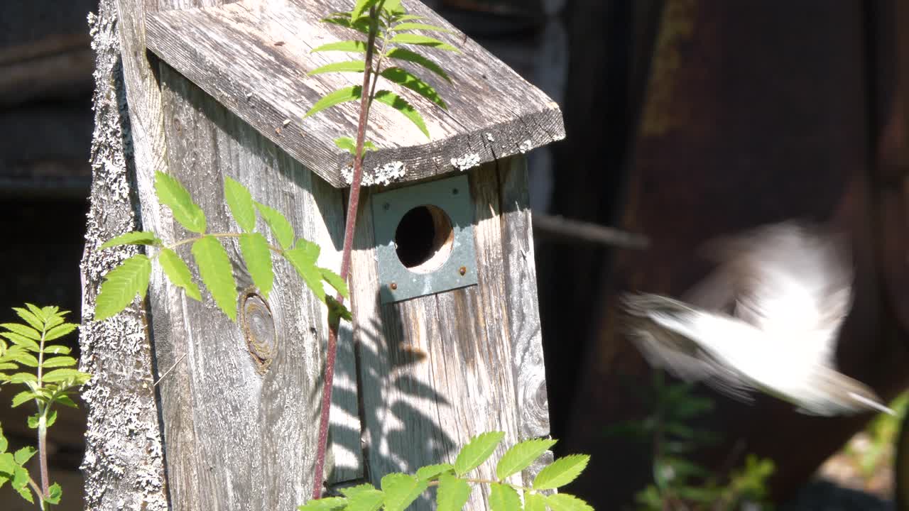 spotted flycatcher hembra en casita para aves despegando