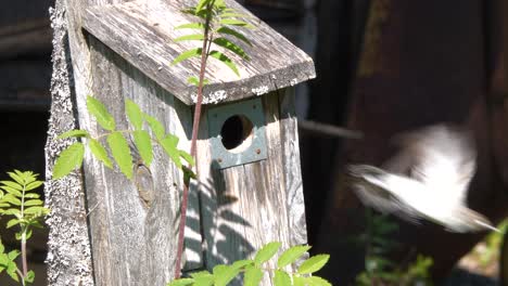 spotted flycatcher female in birdhouse taking off