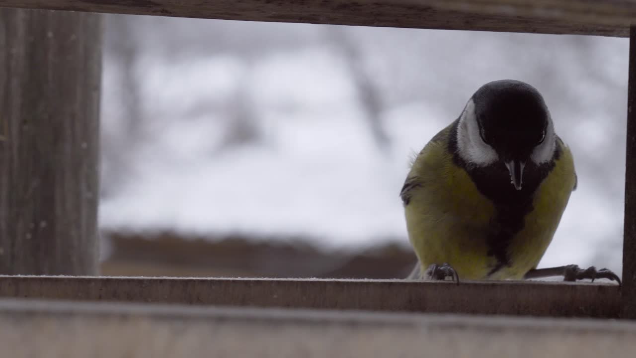 곡물 씨으로 가득 찬 새를 위한 야외 목조 먹이 장치, 겨울