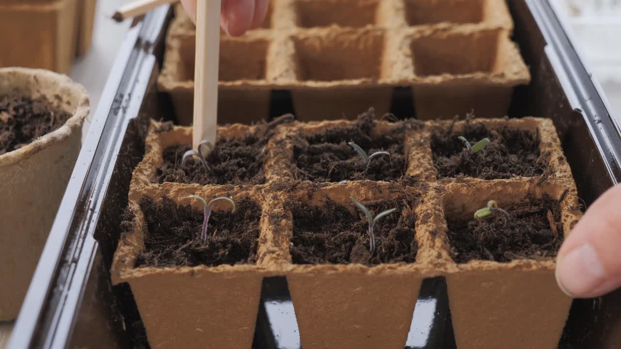 Attento lavoro di giardinaggio che trapianta giovani germogli in vasi di fibra per la coltivazione indoor. Primo piano.