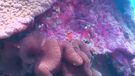 familia de peces payaso nadando en anémona en arrecifes de coral, australia