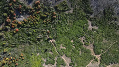 Aerial-covering-vegetation-surface-of-Kyhv-Peak,-located-in-the-Uinta-National-Forest-in-Utah,-USA